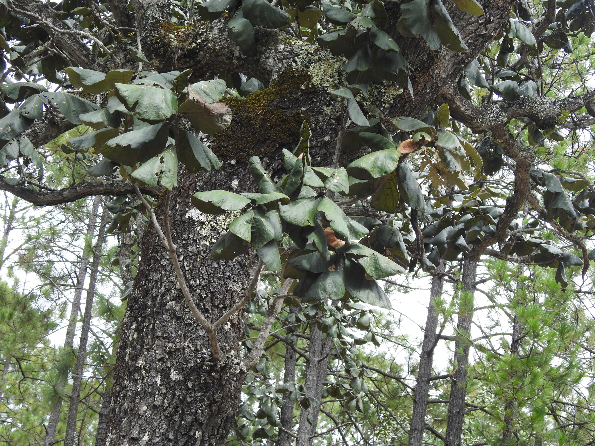 Quercus urbanii